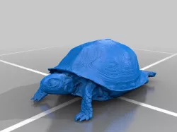 Box Turtle