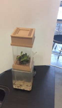 Desk Top Aquaponics system