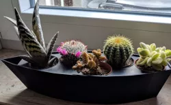 Flowerpot for Five Mini-Cactus