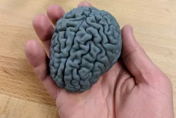 Human brain