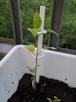 Plant Stick
