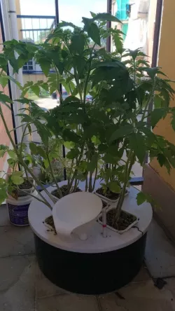 DIY Hydroponic System with can