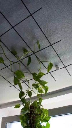 hook for plant grid