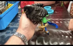 Juvenile Chicken Prosthetic Limb and Strap