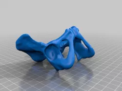 Smooth Female Pelvis And Sacrum