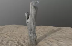 Tree Stump on the beach