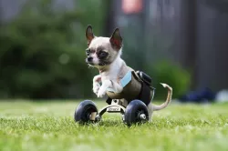 Wheelchair for small dog/cat
