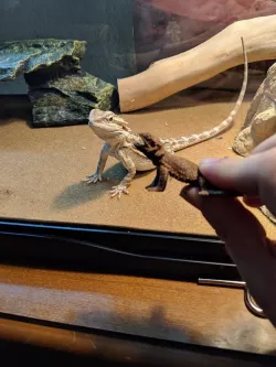 Bearded Dragon With Supports