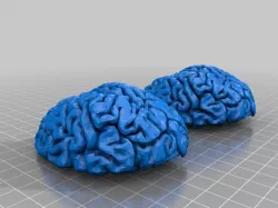brains