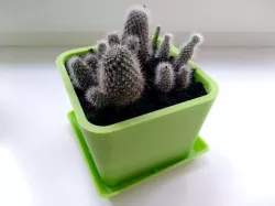 Cubic Flower Pot