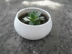 Parametric succulent planter