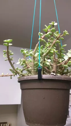 Potted Plant Hanging Clip