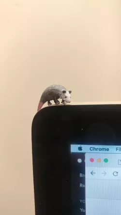 Opossum