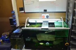 Fish Food Holder
