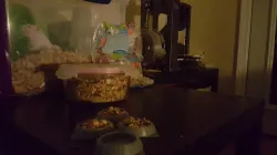 Food Dish - hamster, mouse, gerbil, small pet rodent