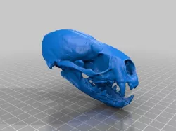 River_Otter_Skull