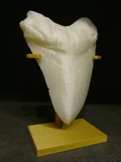Stand Megalodon Tooth 