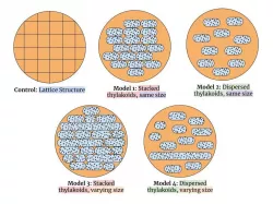 Chloroplast Model 1- Control