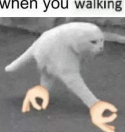 meme bipedal walking cat