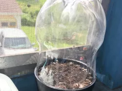 Seedling or Clone humidity dome