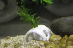 Simple Shrimp Tube