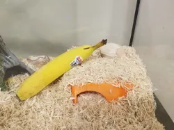 Snake Hide