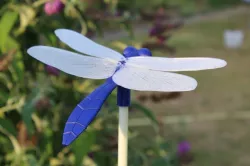 dragon fly body