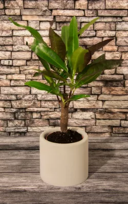 Smal planter