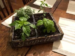 Soda Crate Flower Pot