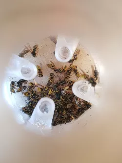 Wasp Trap - improved performance & fast printing