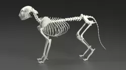 3D model of cat skeleton 3D model