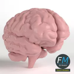 Anatomy - Human Brain 3D model