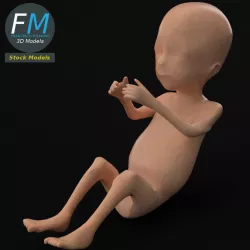 Anatomy - Human Fetus foetus faetus 3D model