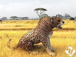 Animated Leopard 3D model for 3ds Max Low-poly  3D model