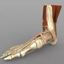 Ankle Joint 3D model