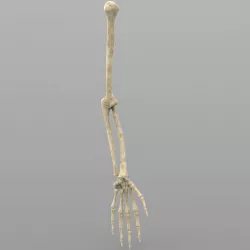 Arm Bone Left 3D model