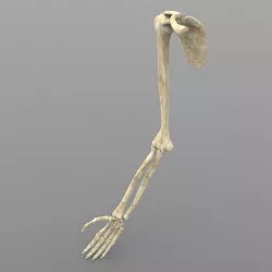 Arm Bone Right 3D model