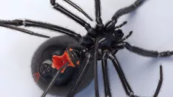 Black widow spider rigged and animated for Cinema 4d 3D model