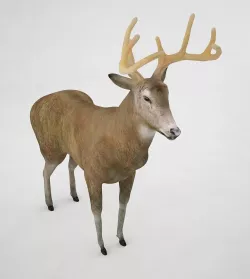 Buck 3D 3D model