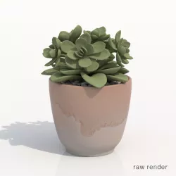 Crassulaceae Potted Cactus Plant 3D model