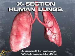 Cross Section Human Lungs Low-poly  3D model