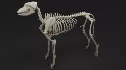 Dog Skeleton 3D model