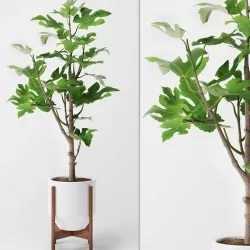 Fig Plant 3D model