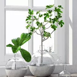 Fig Plants 3D model