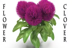 Flower Clover 3D model