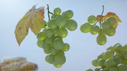 Grapes Single Fruit Bunches and Model Kit Low-poly  3D model