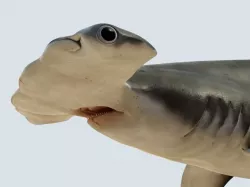 Hammerhead shark rigged and animated for Cinema 4d 3D model Low-poly  3D model