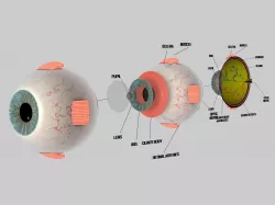 Human Eye Cross Section Eyeball 3D model