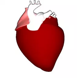 Human's Heart