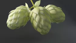 Humulus Lupulus Common Hop 3D model